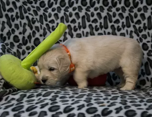 Śliczne szczeniaczki Golden retriever 8