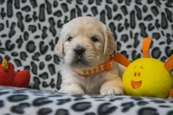 Śliczne szczeniaczki Golden retriever 9