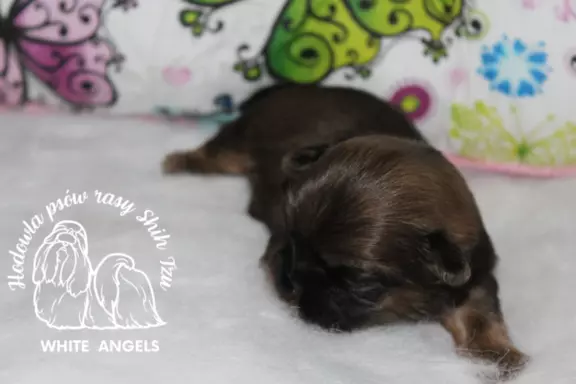 Shih Tzu piesek dostępny do rezerwacji 4