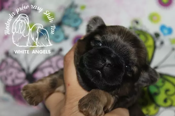 Shih Tzu piesek dostępny do rezerwacji 2