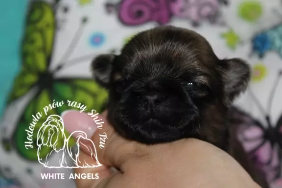 Shih Tzu piesek dostępny do rezerwacji 3