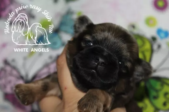 Shih Tzu piesek dostępny do rezerwacji 1
