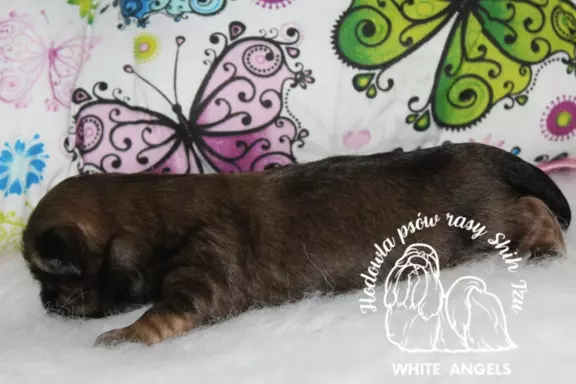 Shih Tzu piesek dostępny do rezerwacji 5