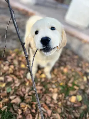 Golden Retriever piękny samiec do odbioru 1