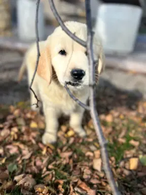 Golden Retriever piękny samiec do odbioru 2