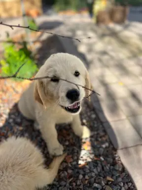 Golden Retriever piękny samiec do odbioru 3
