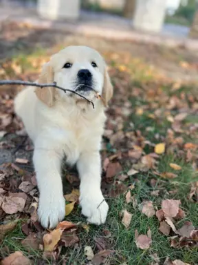 Golden Retriever piękny samiec do odbioru 4