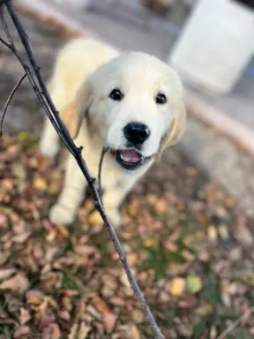 Golden Retriever piękny samiec do odbioru 5