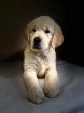 Golden Retriever piękny samiec do odbioru 6