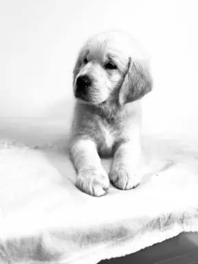 Golden Retriever piękny samiec do odbioru 7