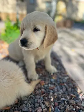Golden Retriever piękny samiec do odbioru 8