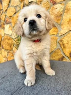 Golden Retriever kochany samiec ASTRO na kolanka 5