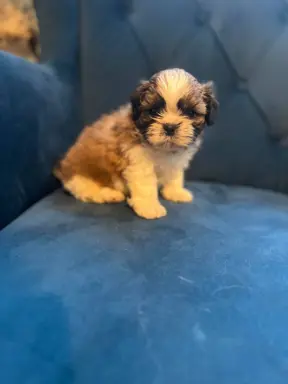 Sprzedam Shih -tzu Piesek Mini po Małych Rodzicach Tri-Color 1