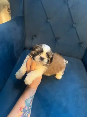 Sprzedam Shih -tzu Piesek Mini po Małych Rodzicach Tri-Color 3