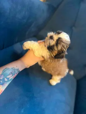 Sprzedam Shih -tzu Piesek Mini po Małych Rodzicach Tri-Color 6