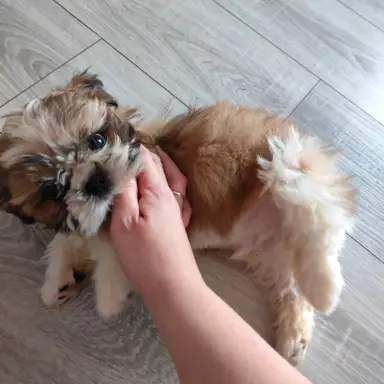 Sprzedam Shih -tzu Piesek Mini po Małych Rodzicach Tri-Color 2