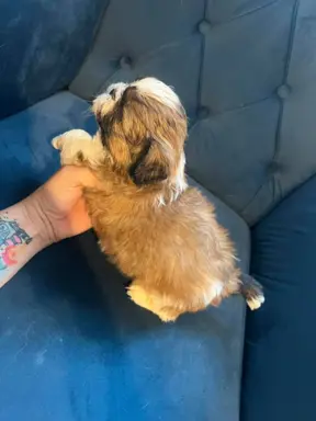 Sprzedam Shih -tzu Piesek Mini po Małych Rodzicach Tri-Color 5