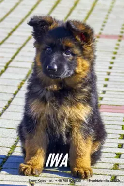 Oferuję szczenięta owczarka niemieckiego 2
