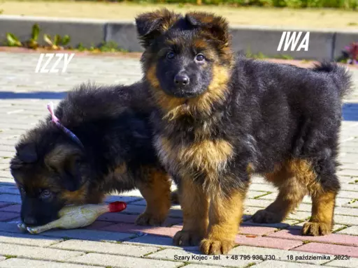 Oferuję szczenięta owczarka niemieckiego 1