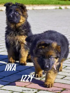Oferuję szczenięta owczarka niemieckiego 4