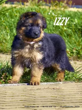 Oferuję szczenięta owczarka niemieckiego 3