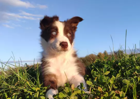 Szczenię Border Collie 2