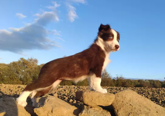 Szczenię Border Collie 1