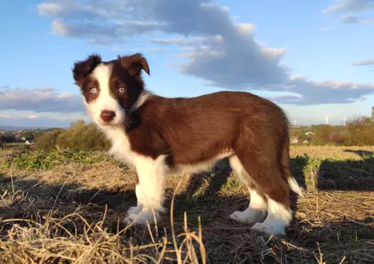 Szczenię Border Collie 3