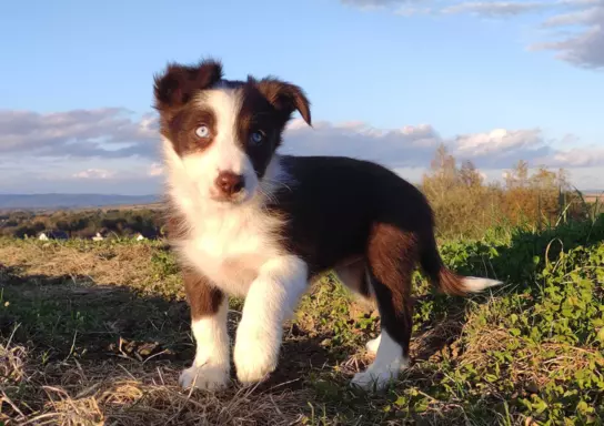 Szczenię Border Collie 4