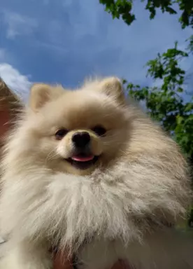 Szpic miniaturowy -Pomeranian-cudne reproduktor y 2kg,KRYCIE 1