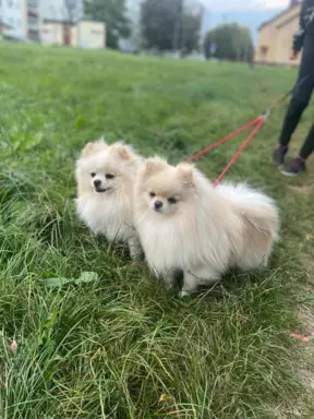 Szpic miniaturowy -Pomeranian-cudne reproduktor y 2kg,KRYCIE 2