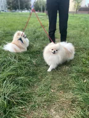 Szpic miniaturowy -Pomeranian-cudne reproduktor y 2kg,KRYCIE 4
