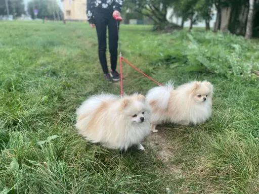 Szpic miniaturowy -Pomeranian-cudne reproduktor y 2kg,KRYCIE 5