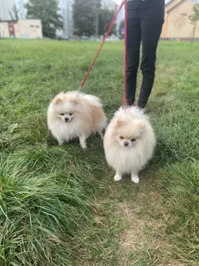 Szpic miniaturowy -Pomeranian-cudne reproduktor y 2kg,KRYCIE 6