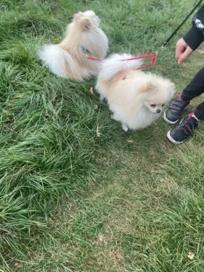 Szpic miniaturowy -Pomeranian-cudne reproduktor y 2kg,KRYCIE 7