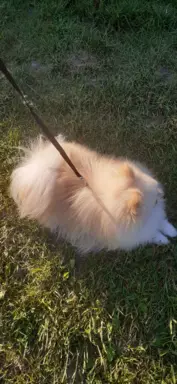 Szpic miniaturowy -Pomeranian-cudne reproduktor y 2kg,KRYCIE 8