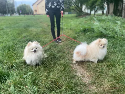 Szpic miniaturowy -Pomeranian-cudne reproduktor y 2kg,KRYCIE 3