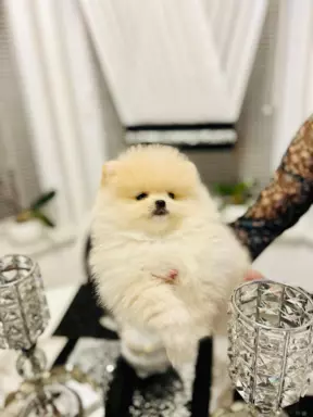 Szpic miniaturowy -Pomeranian-cudne reproduktor y 2kg,KRYCIE 10
