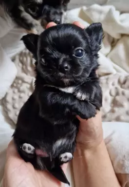 Cudowni chłopcy chihuahua FCI 4