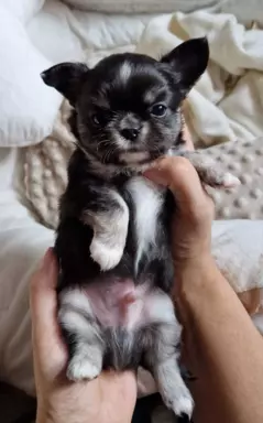 Cudowni chłopcy chihuahua FCI 5
