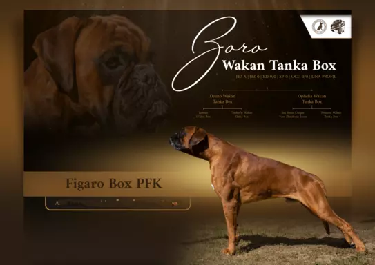 Bokser szczenieta 1