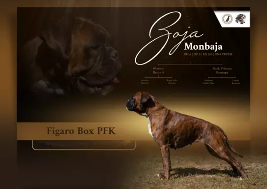 Bokser szczenieta 2
