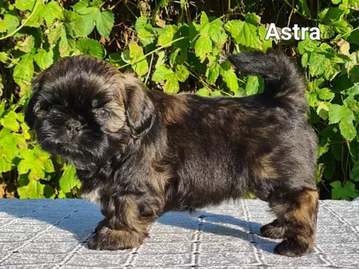 Szczenięta Shih tzu ZKWP 1