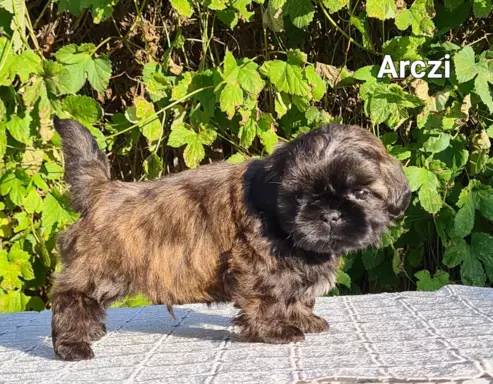 Szczenięta Shih tzu ZKWP 2
