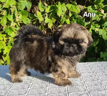 Szczenięta Shih tzu ZKWP 4