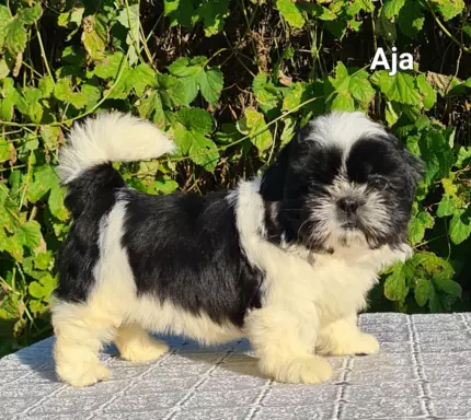 Szczenięta Shih tzu ZKWP 5