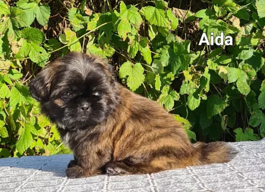 Szczenięta Shih tzu ZKWP 3