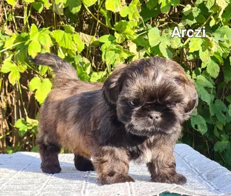Szczenięta Shih tzu ZKWP 6