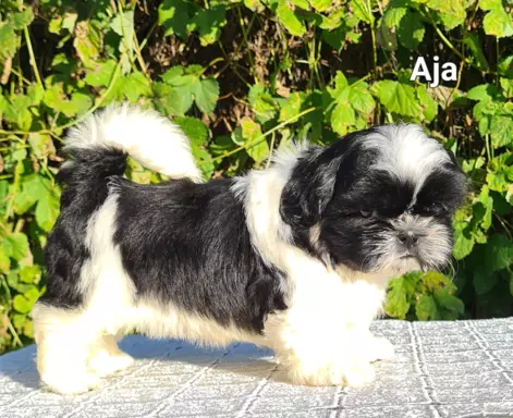 Szczenięta Shih tzu ZKWP 7