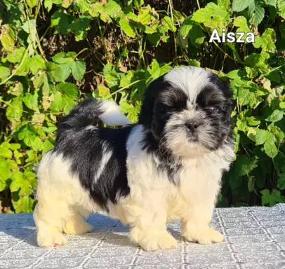 Szczenięta Shih tzu ZKWP 8